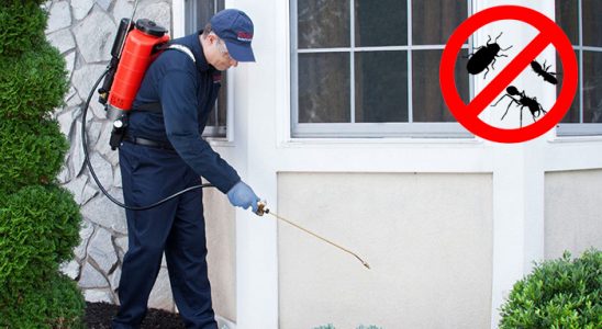 Kangal Kene İlaçlama böcek ilaçlama ve haşere kontrolü — ilaclama-tr.com